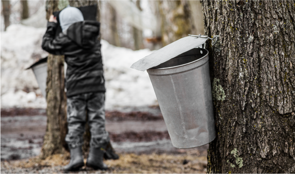 Young girl looking into a bucket of maple sap